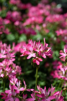 The background image of the colorful flowers, background nature