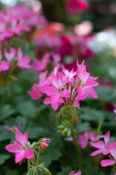 The background image of the colorful flowers, background nature