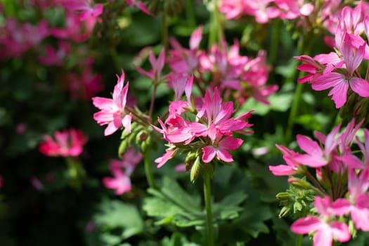 The background image of the colorful flowers, background nature