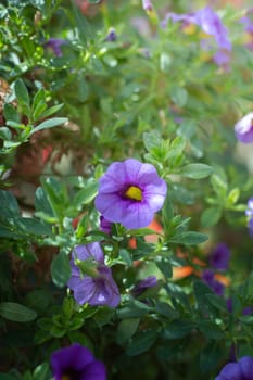 The background image of the colorful flowers, background nature