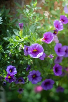 The background image of the colorful flowers, background nature