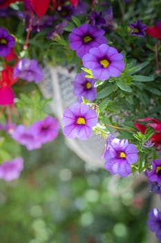 The background image of the colorful flowers, background nature