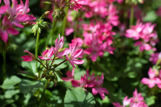 The background image of the colorful flowers, background nature