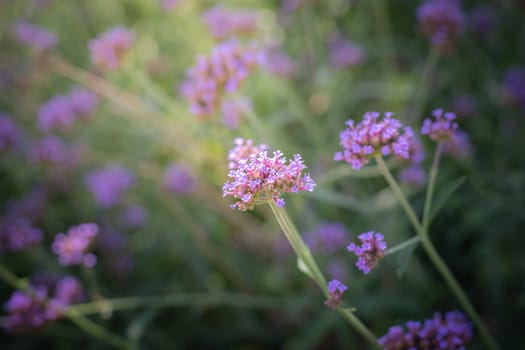 The background image of the colorful flowers, background nature