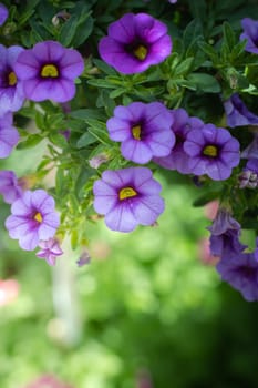 The background image of the colorful flowers, background nature