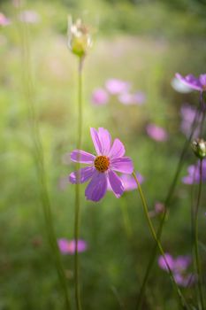 The background image of the colorful flowers, background nature