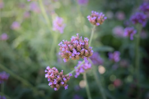 The background image of the colorful flowers, background nature