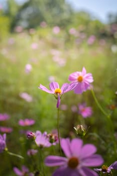 The background image of the colorful flowers, background nature