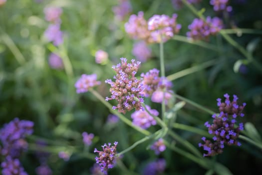 The background image of the colorful flowers, background nature