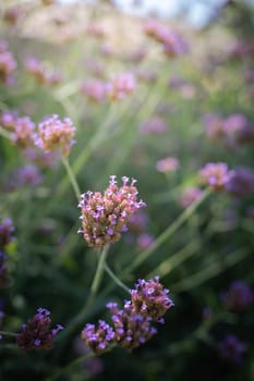 The background image of the colorful flowers, background nature