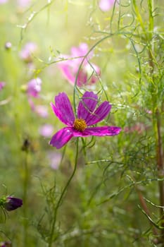 The background image of the colorful flowers, background nature