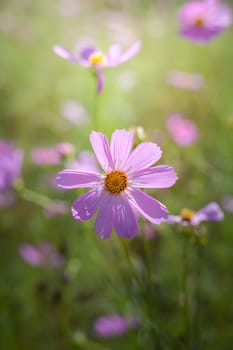 The background image of the colorful flowers, background nature