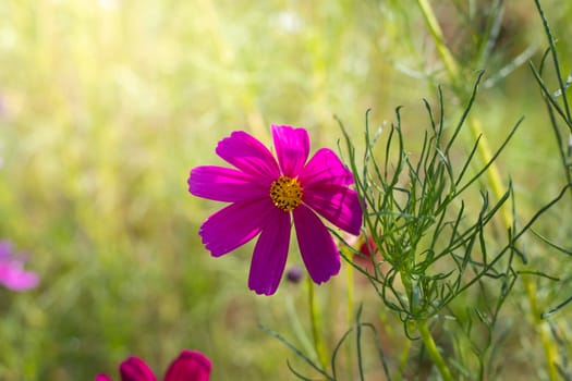 The background image of the colorful flowers, background nature