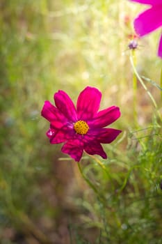 The background image of the colorful flowers, background nature