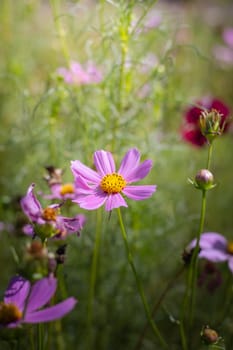 The background image of the colorful flowers, background nature