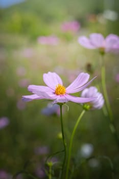 The background image of the colorful flowers, background nature