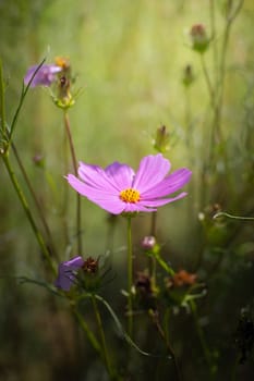 The background image of the colorful flowers, background nature