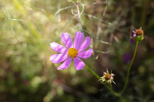 The background image of the colorful flowers, background nature