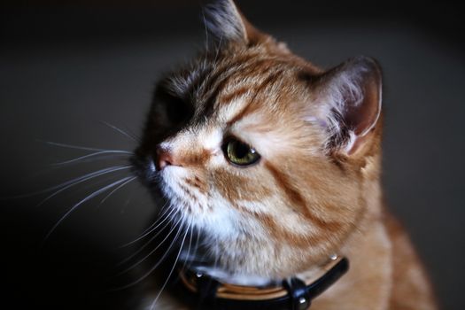 Nice ginger cat portrait against dark background