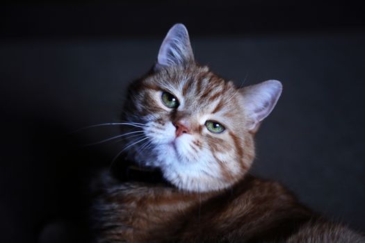 Nice ginger cat portrait against dark background