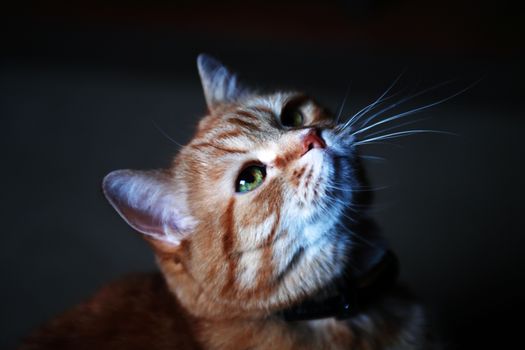 Nice ginger cat portrait against dark background