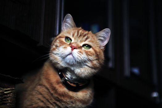 Nice ginger cat portrait against dark background