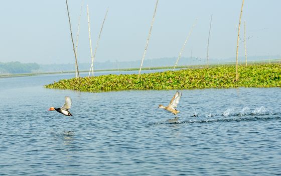 Close up of Seagulls or Gulls migratory birds, a medium size water bird, spotted flying in mangrove wetland of Krishna Wildlife Sanctuary, Andhra Pradesh India. It’s a species of Indian subcontinent.