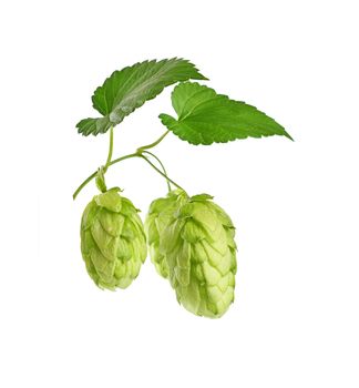 Close up group of fresh green hop cones on branch with leaf, ingredient for beer or herbal medicine, isolated on white background, low angle side view