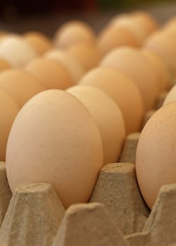 Close up many fresh brown chicken eggs in tray carton at retail display of farmers market, low, angle view perspective