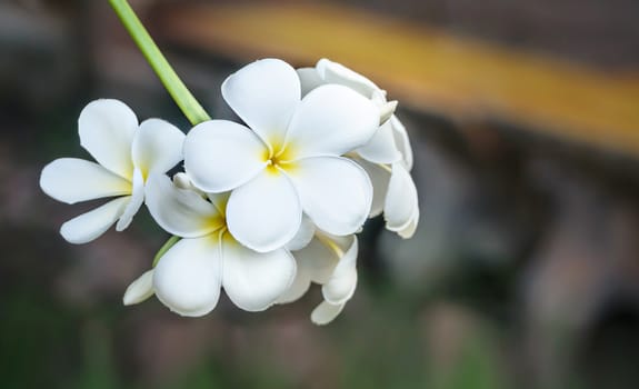 white plumeria tropical flower blooming in nature