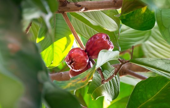 Malay rose apple which is the tropical fruit. The scientific name is Syzygium malaccense