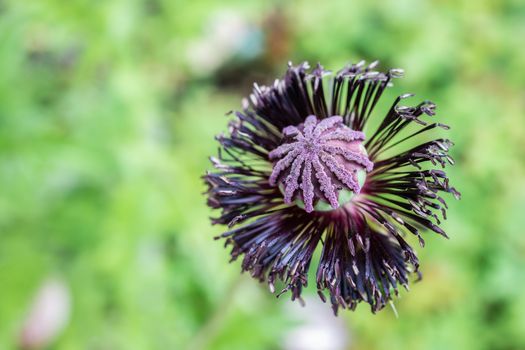 Close up view of a poppy seed pod after the pedals have droppedg