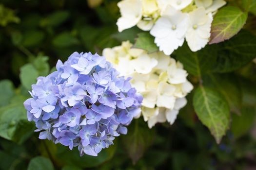 Purple Hydrangea macrophylla blossoming in garden at summer time.