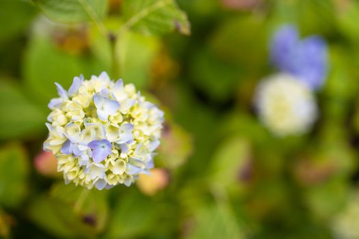 Purple Hydrangea macrophylla blossoming in garden at summer time.