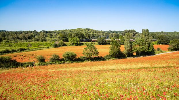 A beautiful poppy field with steam train in the background