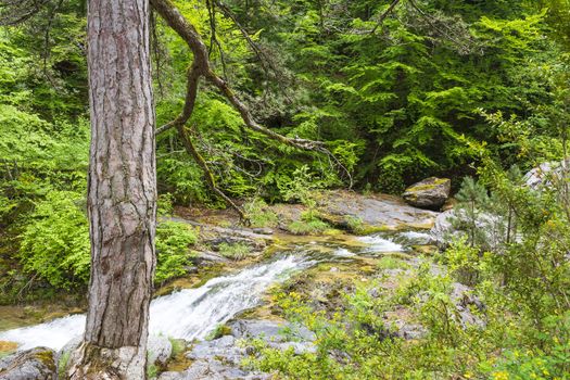 Ourlia forest waterfalls at Olympus mountain, Greece