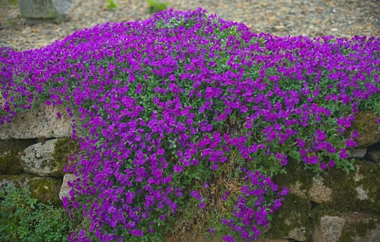 Plant blooming with small violet flowers on stone wall