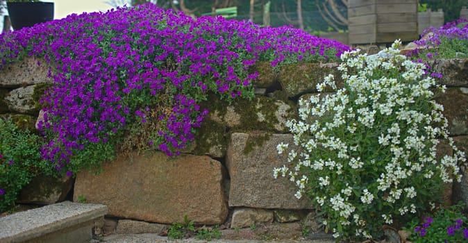 Plants blooming with small white and violet flowers on stone wall