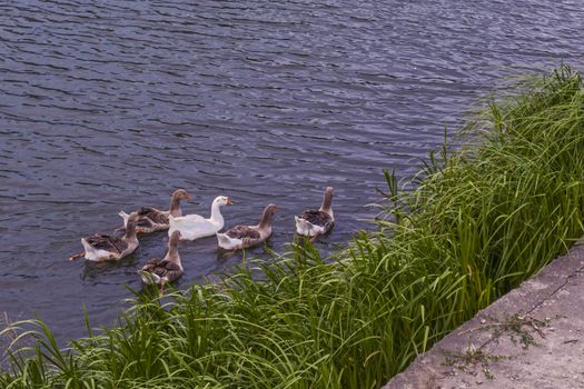 Geese swim on the water along the green shore
