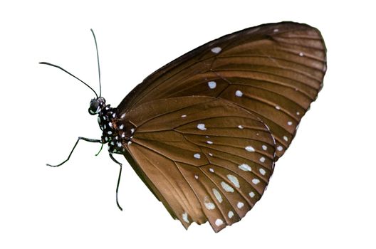 Butterfly spots orange yellow white background Isolate