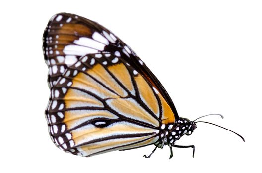 Butterfly spots orange yellow white background Isolate