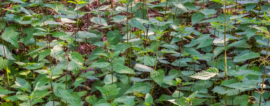 close up of common stinging nettles, fresh growing herbs, healthy plants, nature background