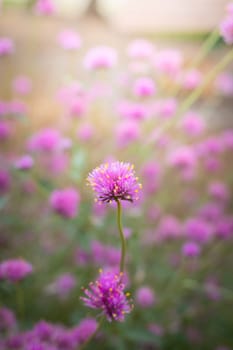 The background image of the colorful flowers, background nature