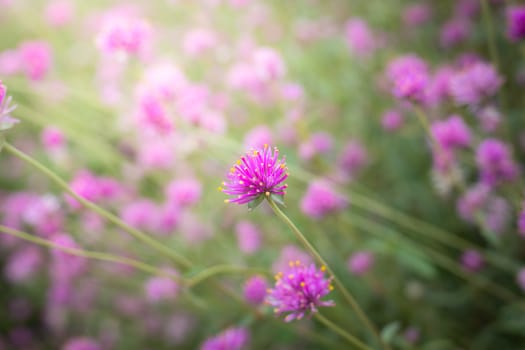 The background image of the colorful flowers, background nature