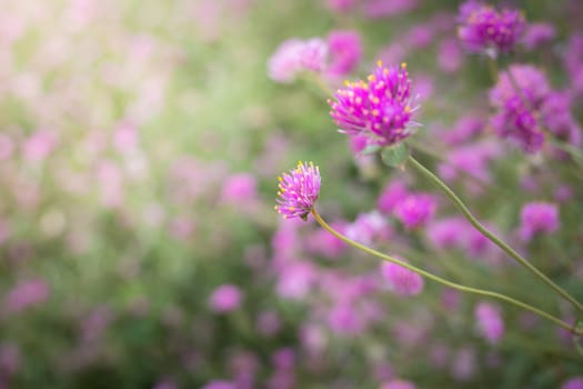 The background image of the colorful flowers, background nature