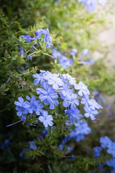 The background image of the colorful flowers, background nature