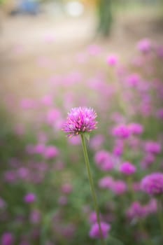 The background image of the colorful flowers, background nature