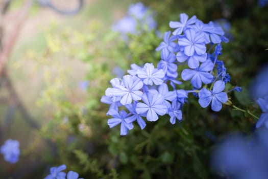 The background image of the colorful flowers, background nature