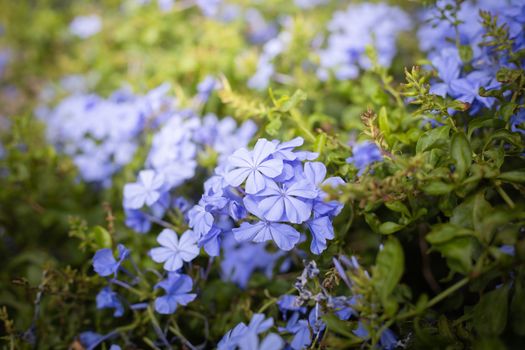 The background image of the colorful flowers, background nature