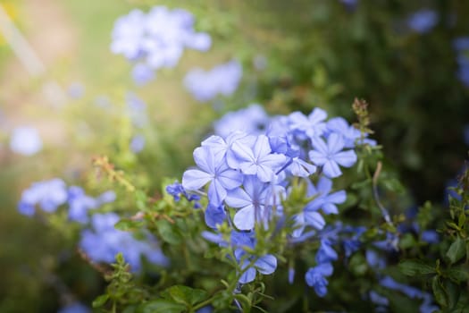 The background image of the colorful flowers, background nature